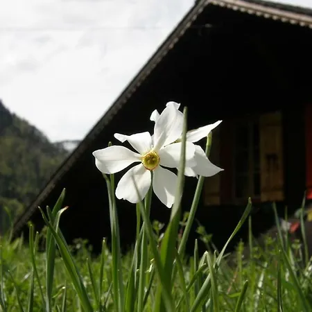 Chalet Des Graines D'aventures 2* La Tine